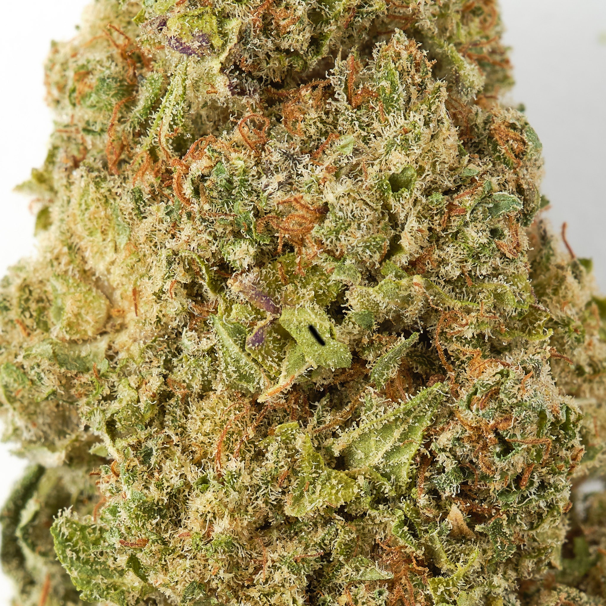 HempHash CF Haze CBD flower showing chunky premium indoor hemp buds coated in trichomes
