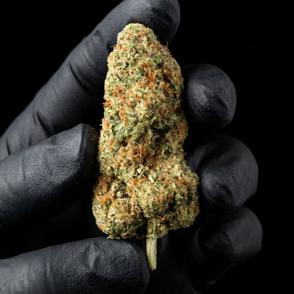 Cheese | CBD Flower | Indoor | HempHash | 18% CBD - HempHash
