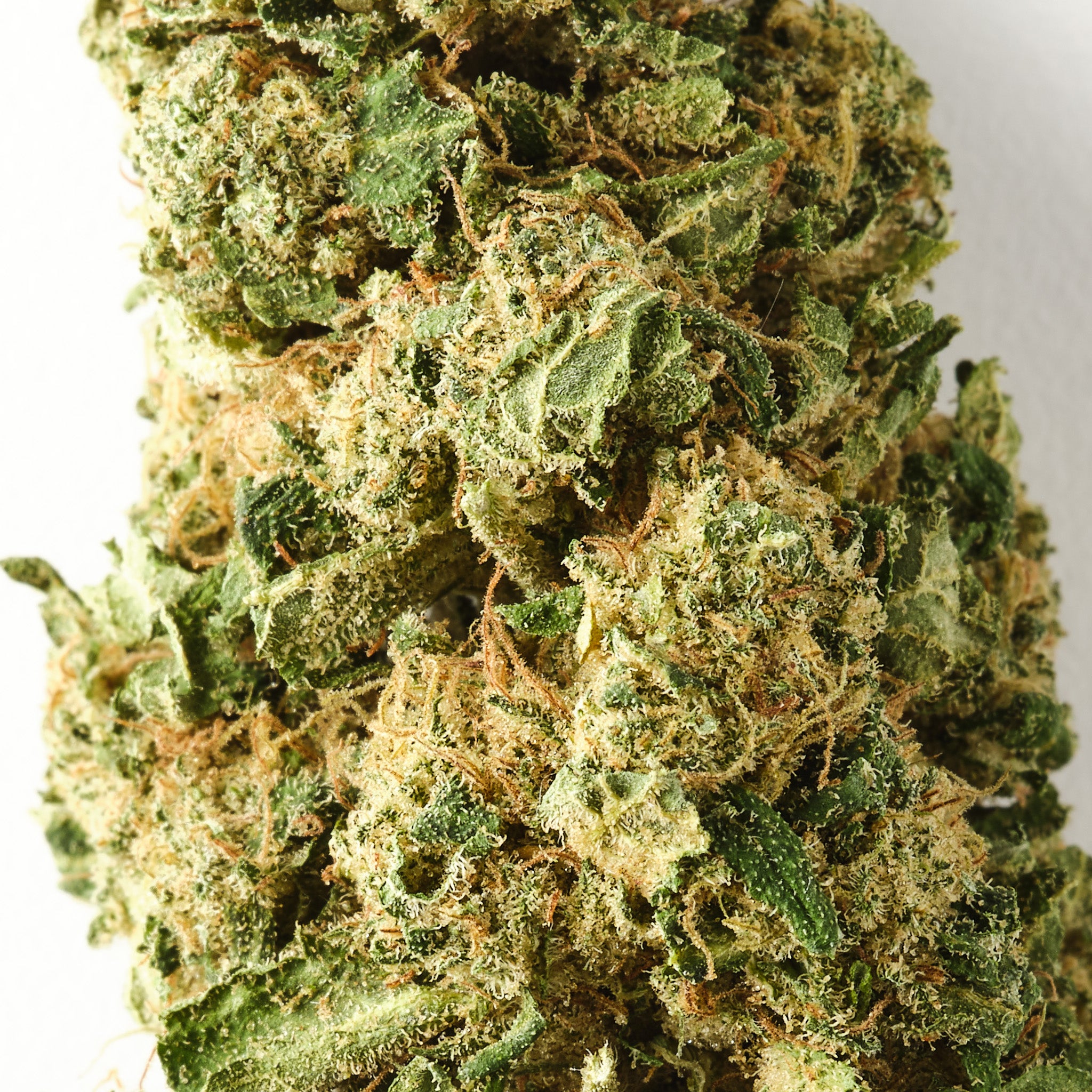 Rochanna Chocolope CBD flower showing trichome covered glasshouse grown hemp buds