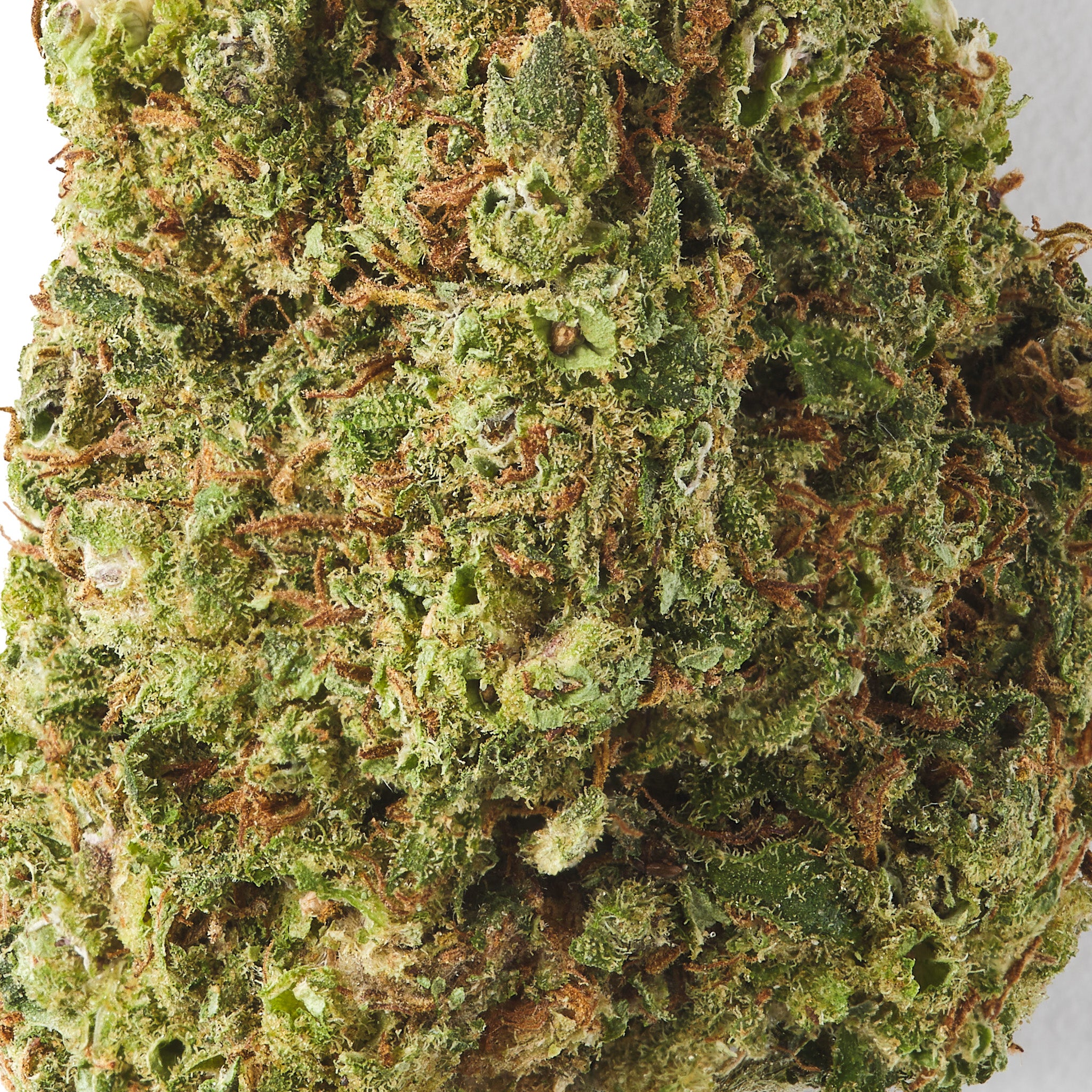 HempHash Cookies CBD flower showing dense trichome covered glasshouse hemp buds