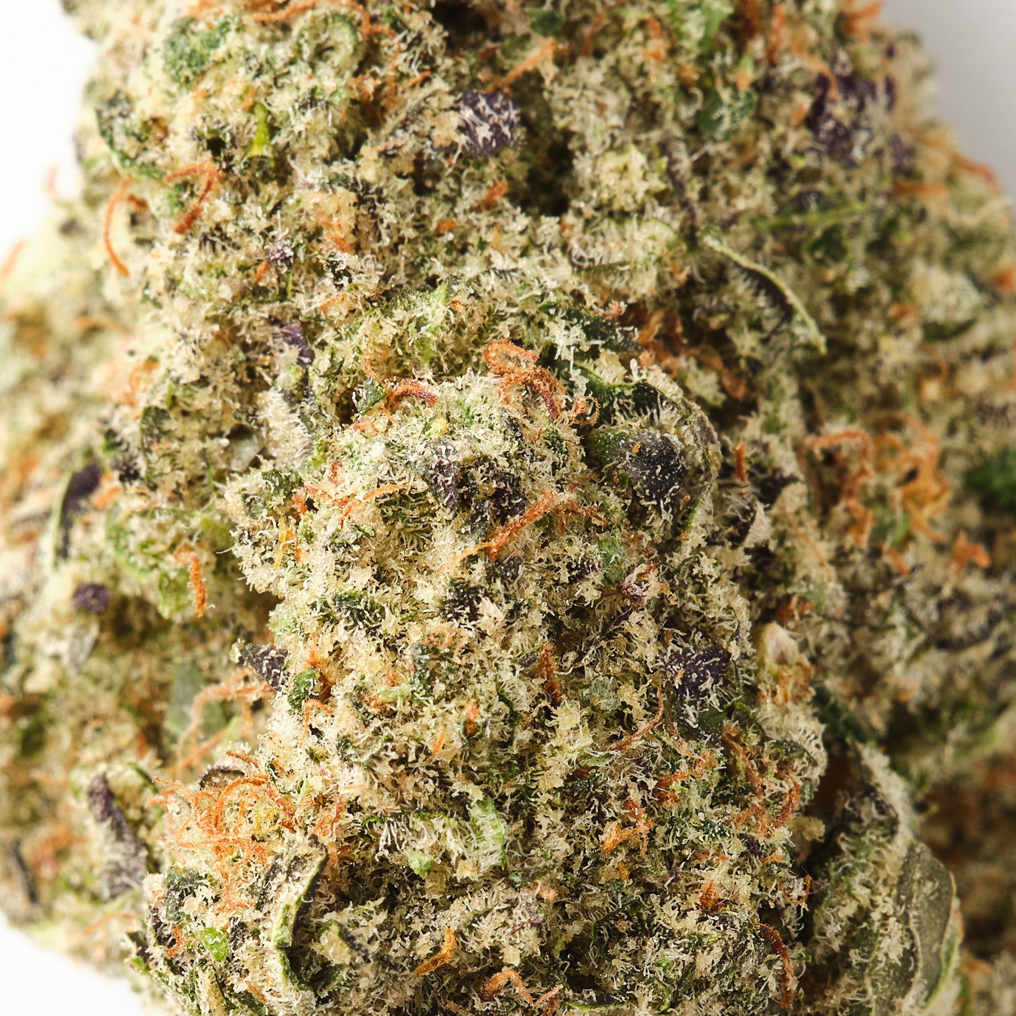 Rochanna Purple Kush CBD flower showing chunky trichome covered indoor hemp buds with purple hues