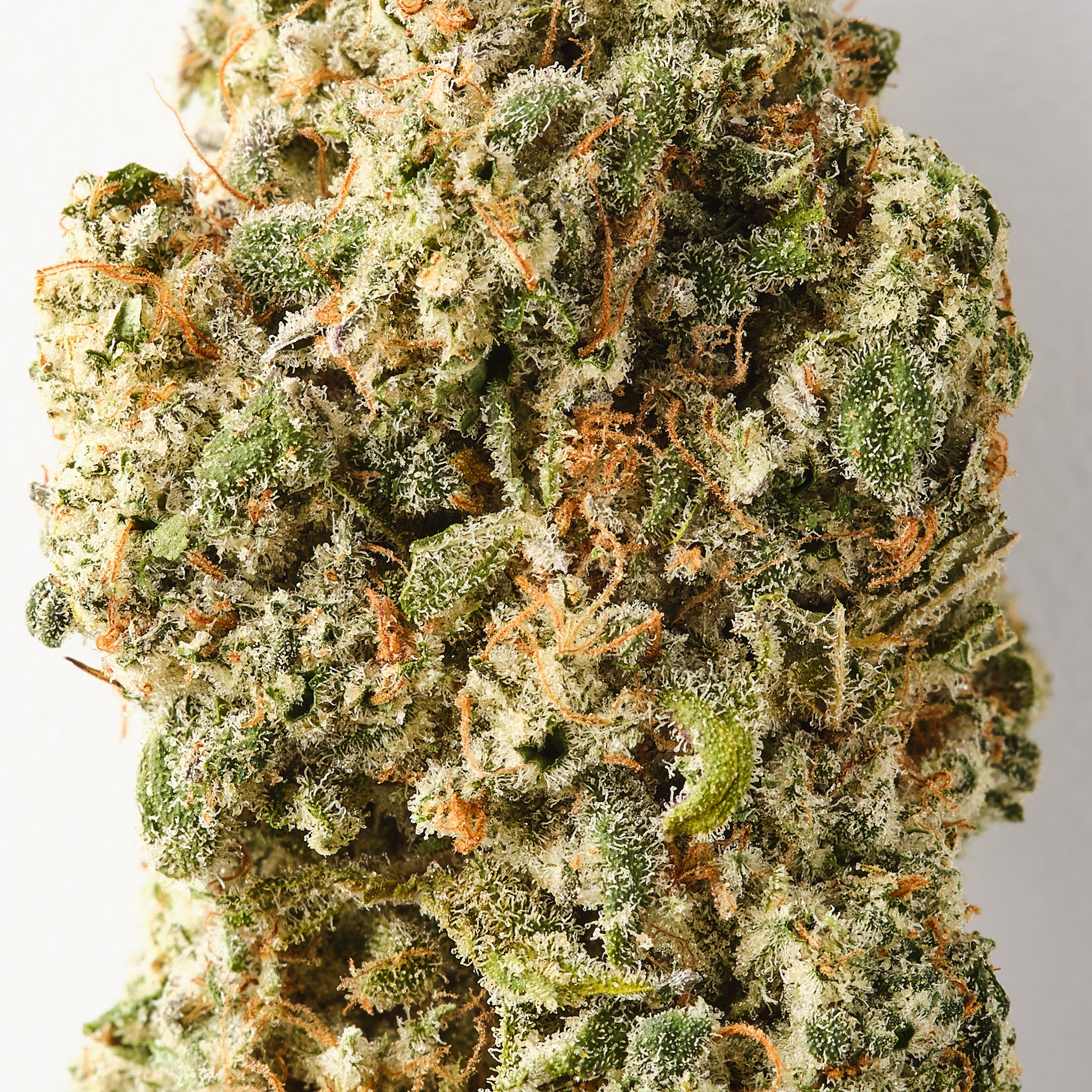 Rochanna GOATzilla CBD flower showing dense trichome covered indoor hemp buds