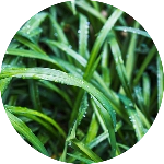 Herbal