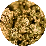 Kush