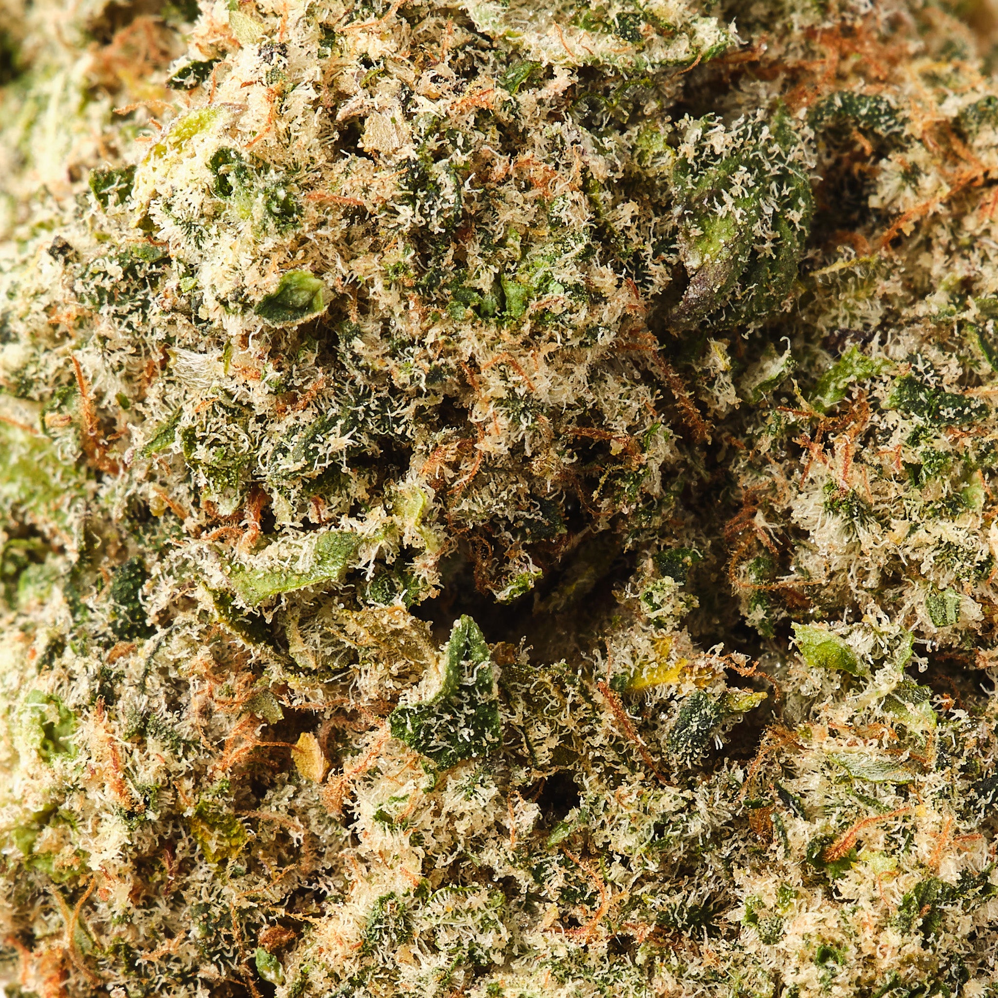 Legendary Skunk CBD flower showing sticky trichome covered indoor hemp buds