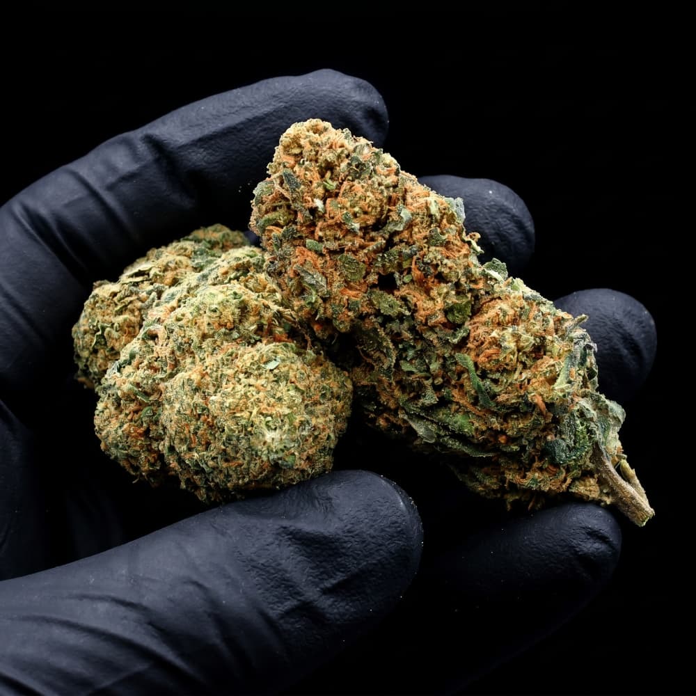 Lemon Amnesia | CBD Flowers | Easy Weed | Buds | 18% CBD - 3.5g