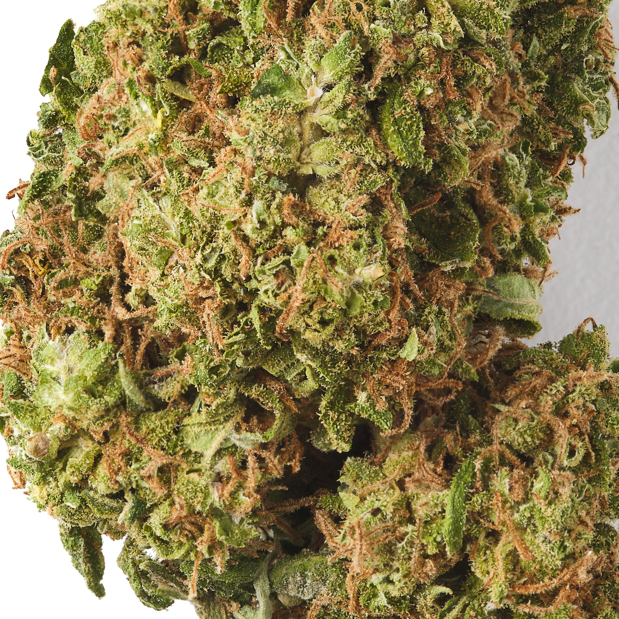 HempHash Lemon Haze CBD flower showing trichome covered glasshouse grown hemp buds