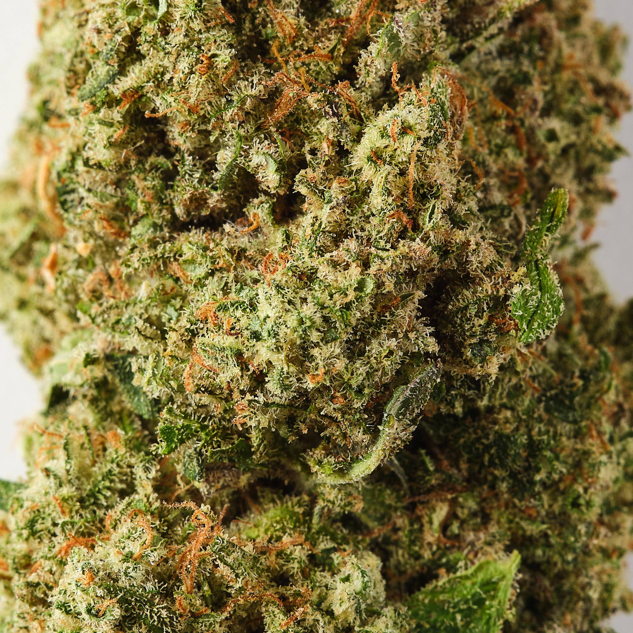 Rochanna Orange Martini CBD flower showing chunky trichome covered indoor hemp buds
