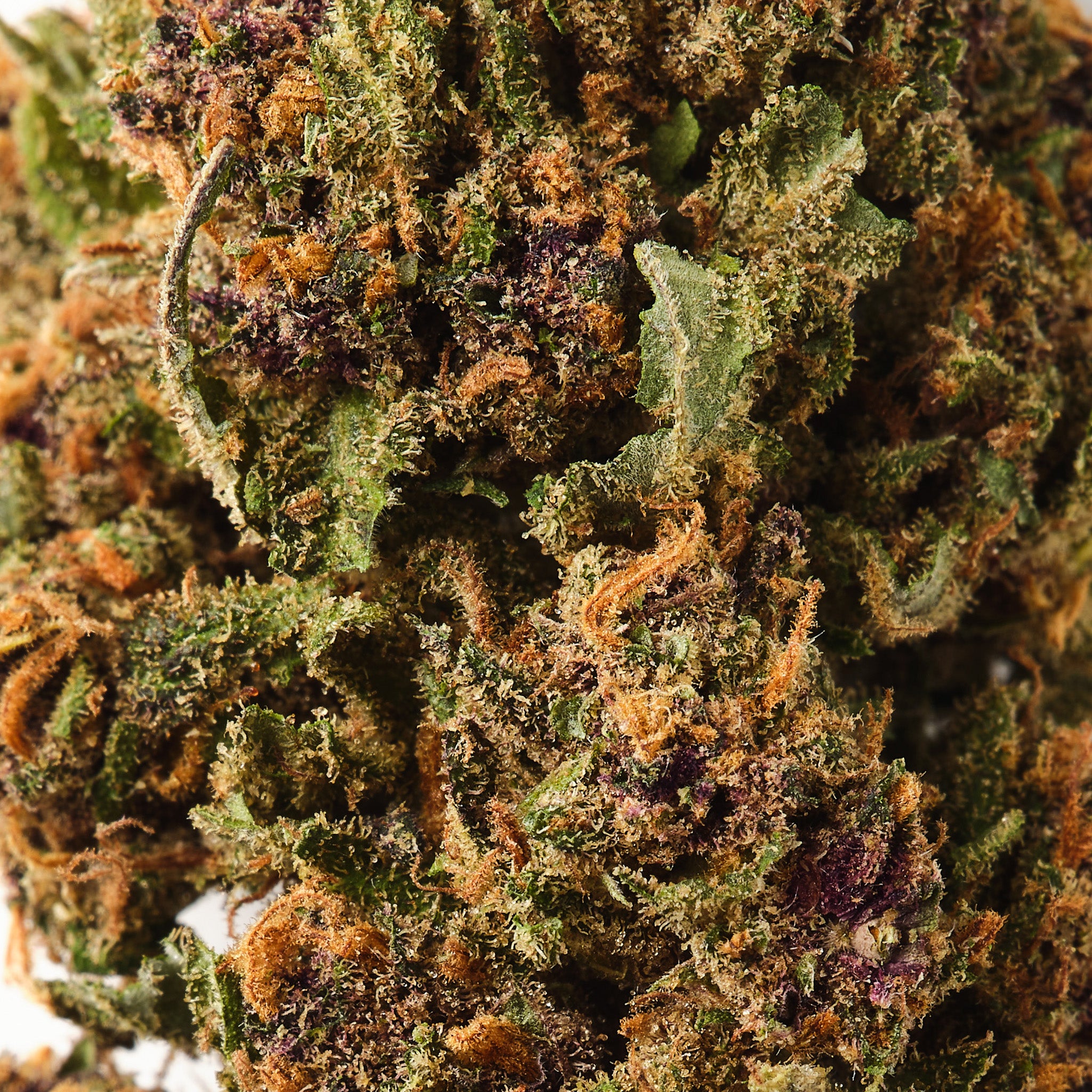 Rochanna Strawberry CBD flower showing trichome covered glasshouse grown hemp buds