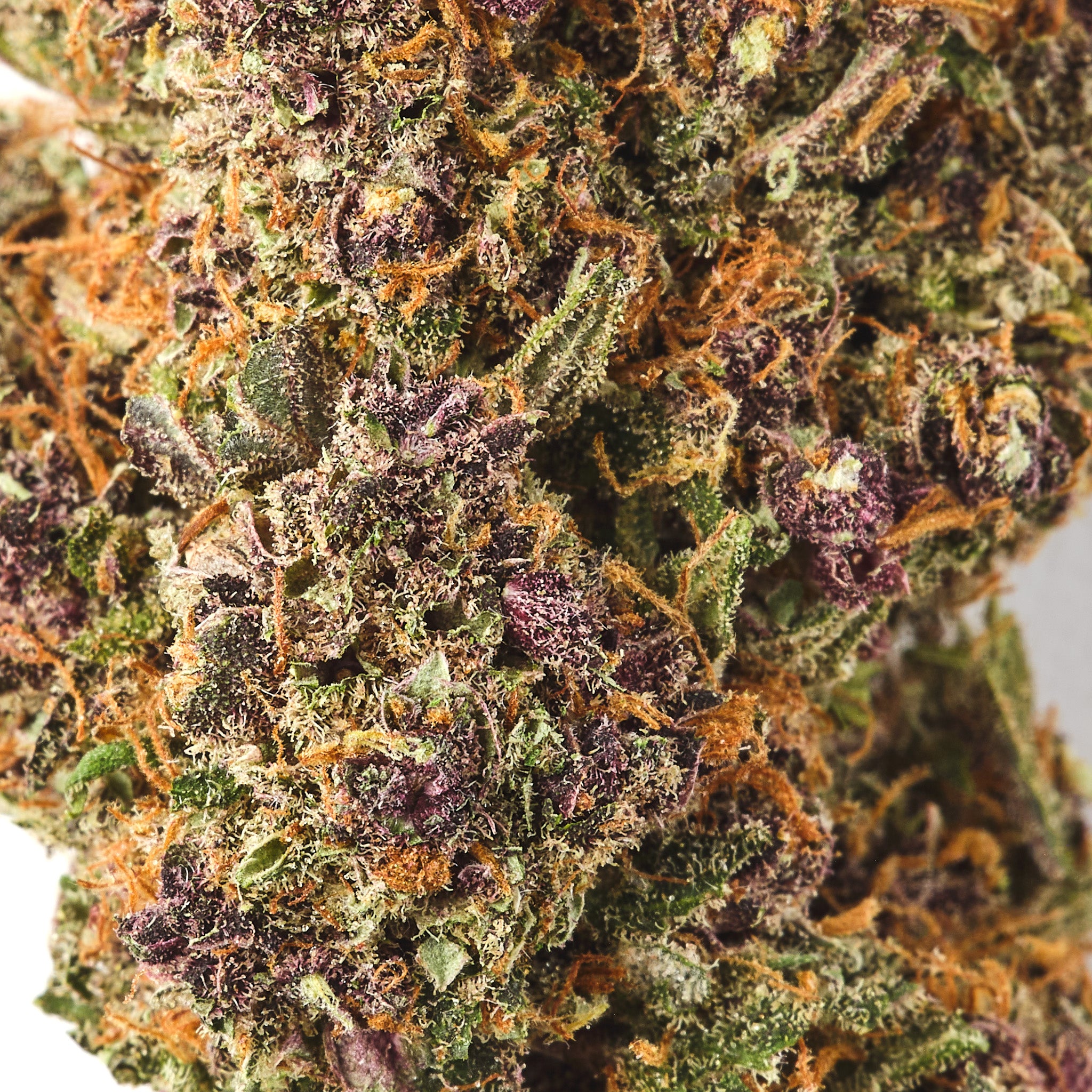 Rochanna Chardonnay CBD flower showing dense trichome covered indoor hemp buds