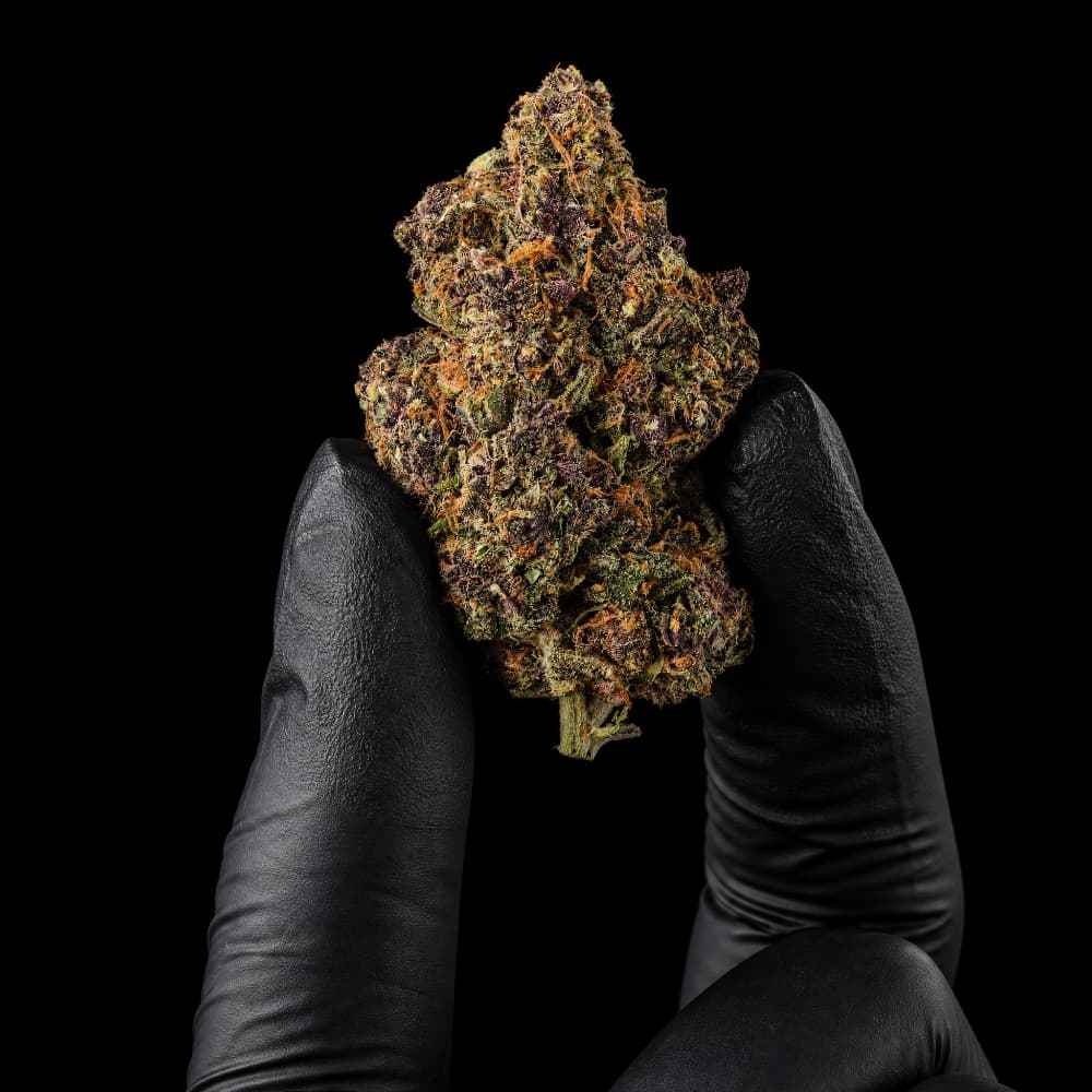 Rochanna Chardonnay CBD flower with premium indoor grown buds and 13% CBD
