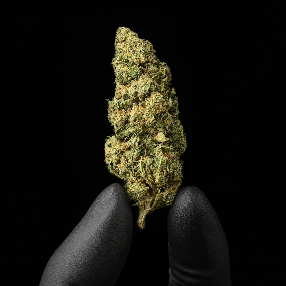 Rochanna Chocolope CBD flower with premium glasshouse grown buds and 16% CBD