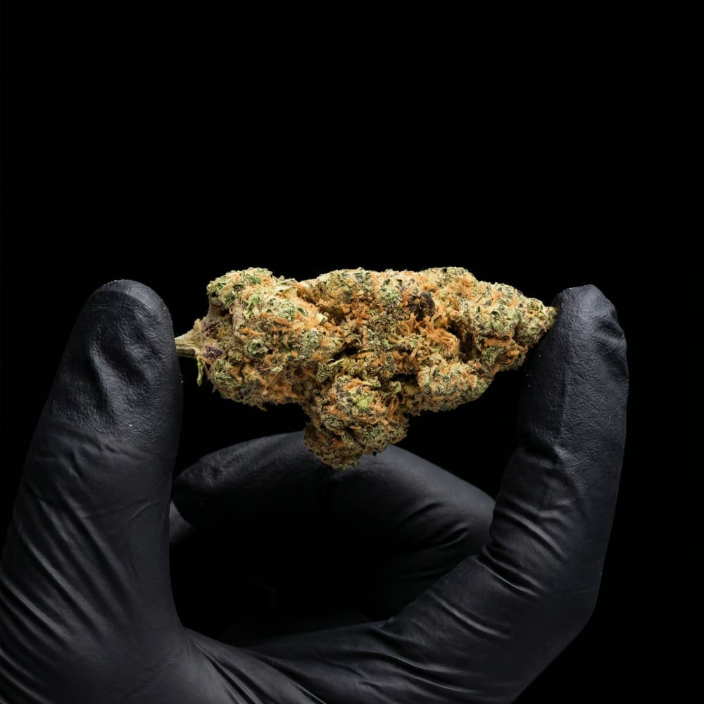 Fruit Sushi | CBD Hemp Flower | Exquisite Indoor | 15% CBD - 28g (2x 14g)
