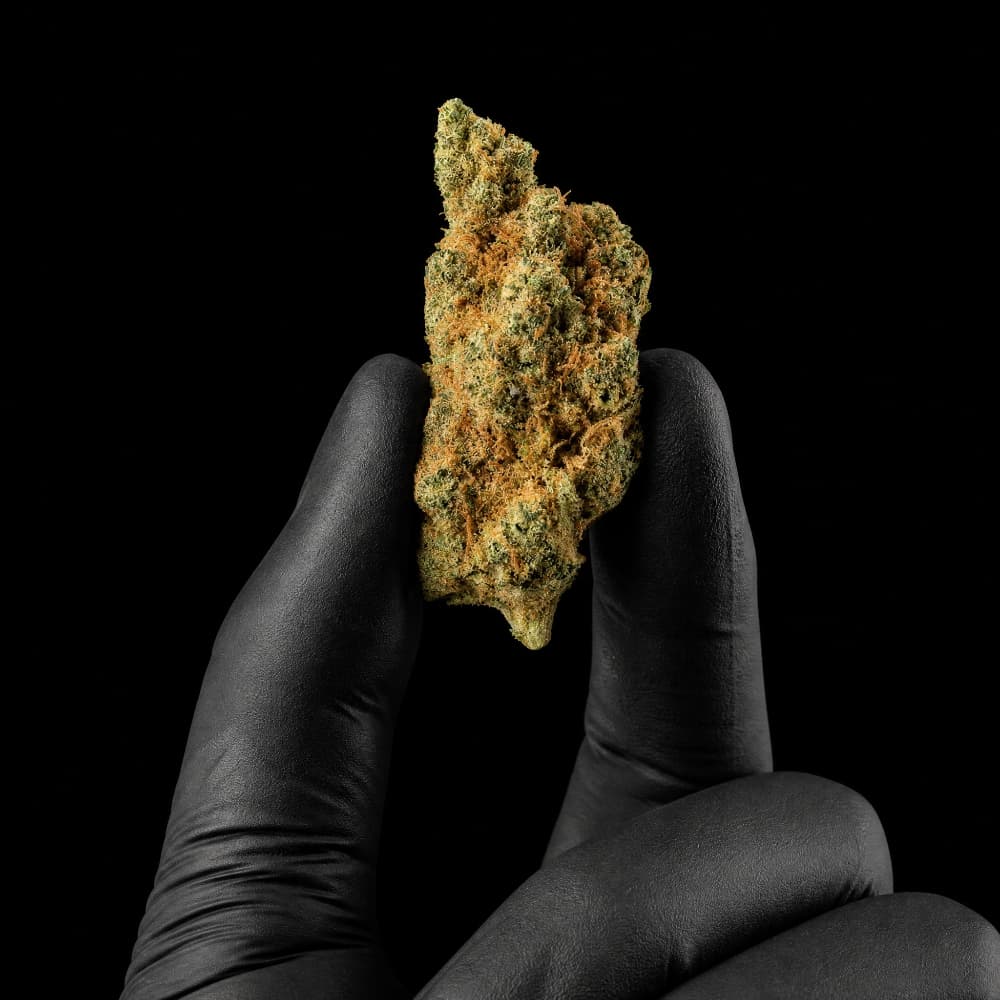 Rochanna Gorilla Mandarin CBD flower with premium indoor grown buds and 11% CBD