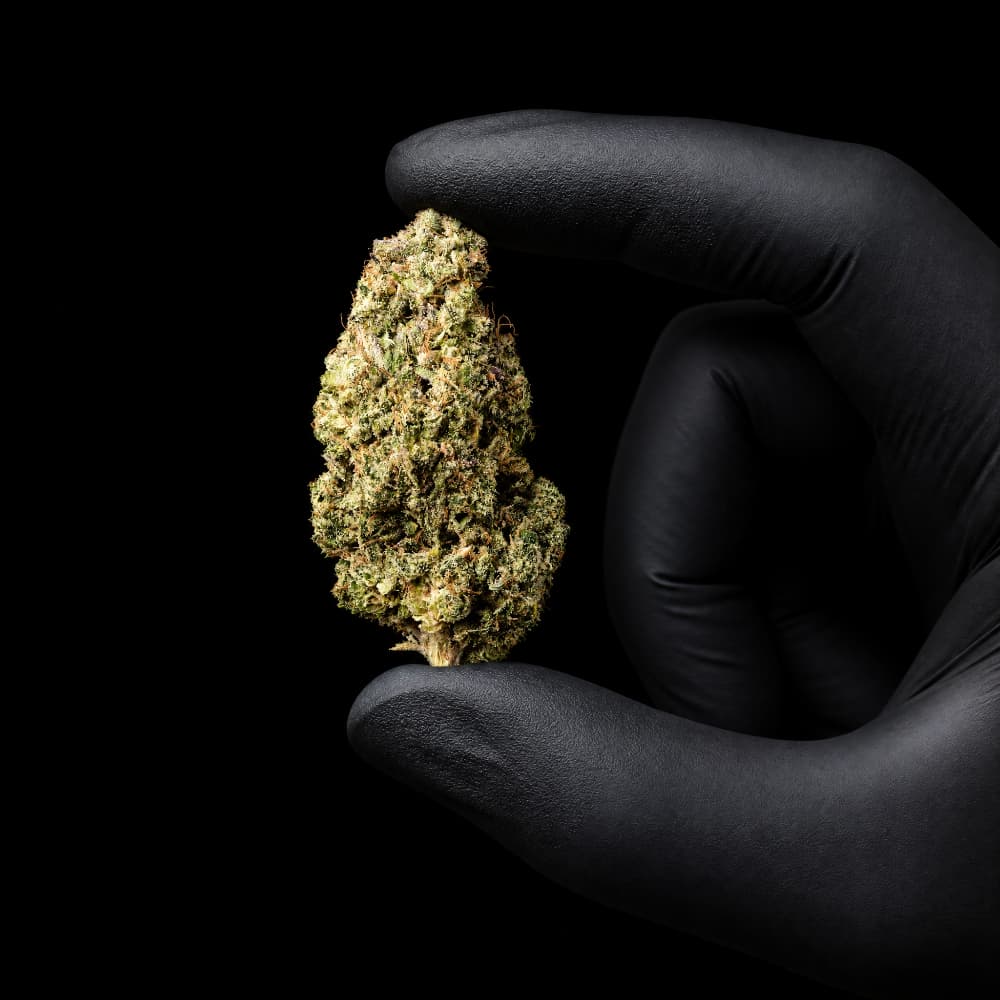 Lemon Kush Burst | CBD Flower | Exquisite Indoor | 16% CBD - 14g