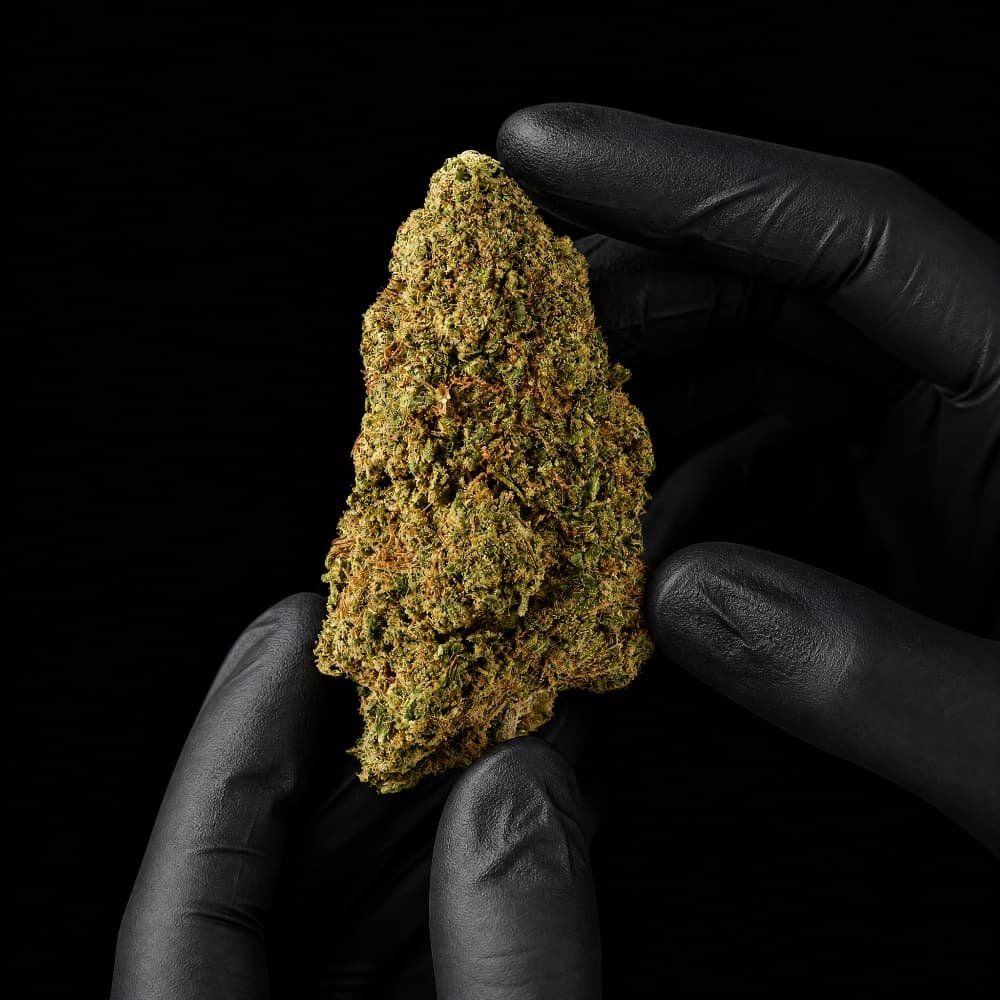 Rochanna Silver Haze CBD flower with premium glasshouse grown buds and 15% CBD
