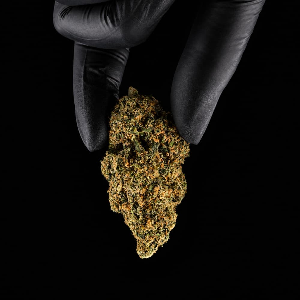 Rochanna Slurp CBD flower with premium indoor grown buds and 17% CBD