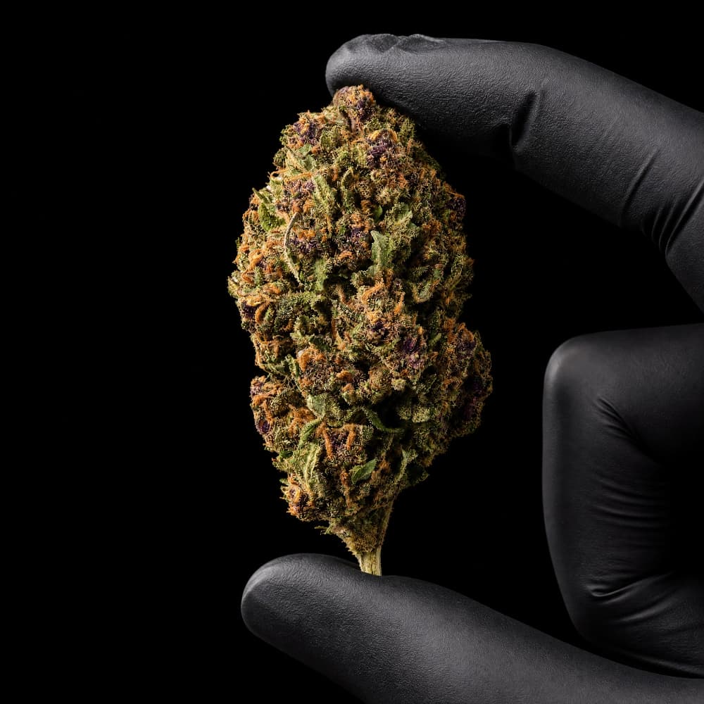 Rochanna Strawberry CBD flower with premium glasshouse grown buds and 12% CBD