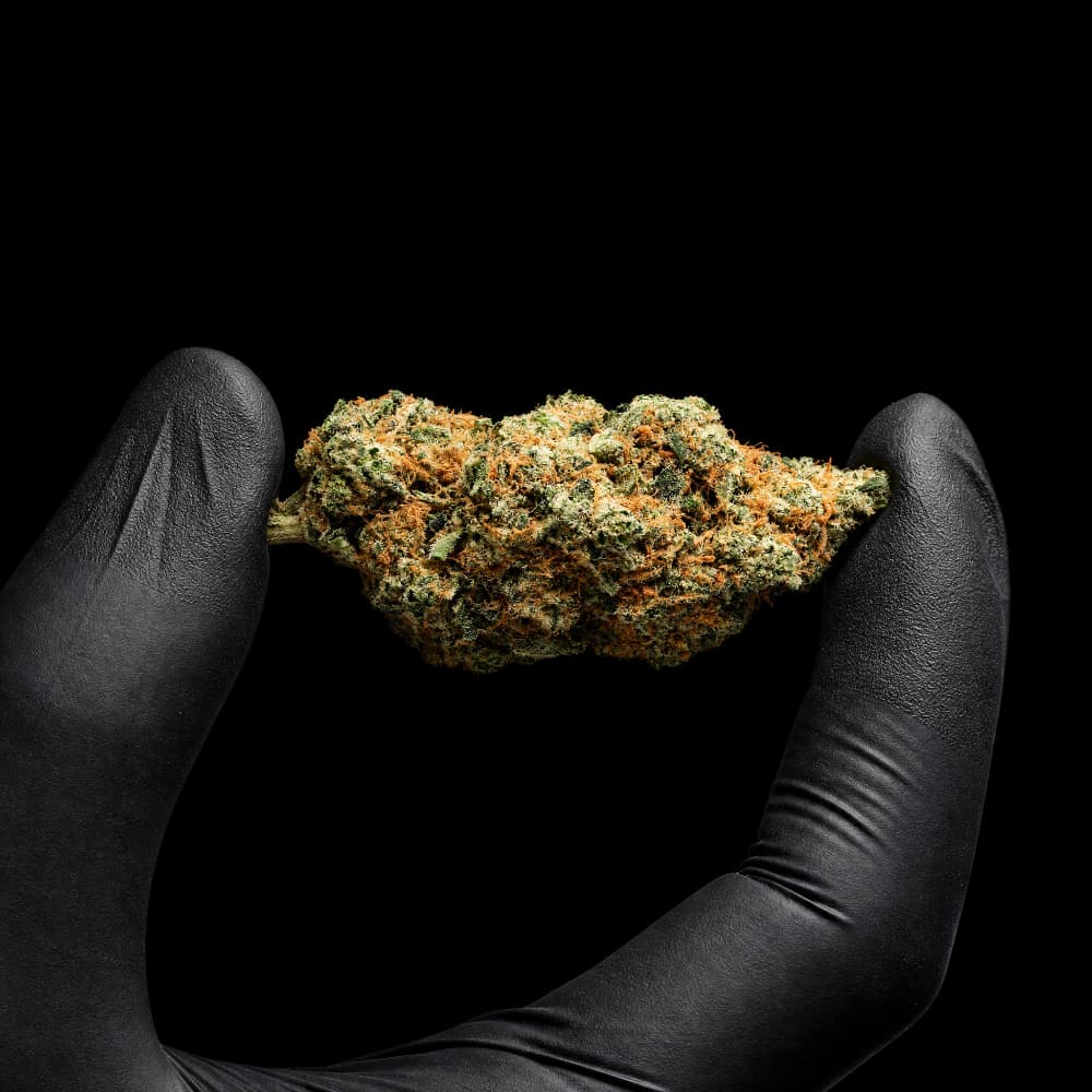 Teriyaki Sauce CBD flower with premium indoor grown buds and 16% CBD