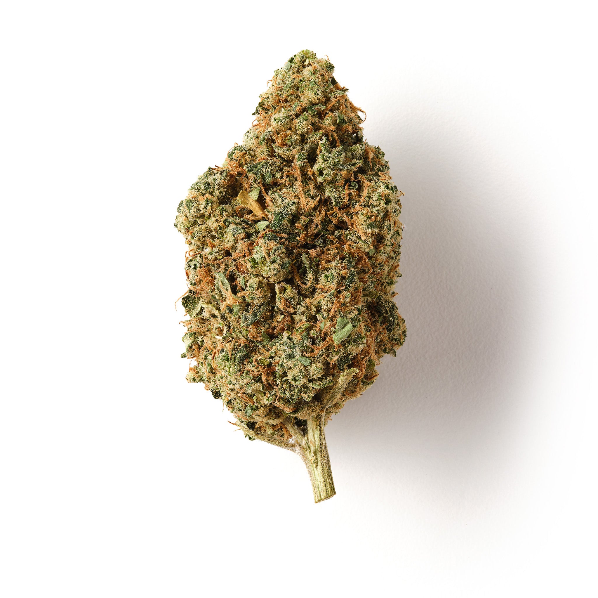 Solero Cream CBD flower with dense frosty buds and vibrant orange pistils