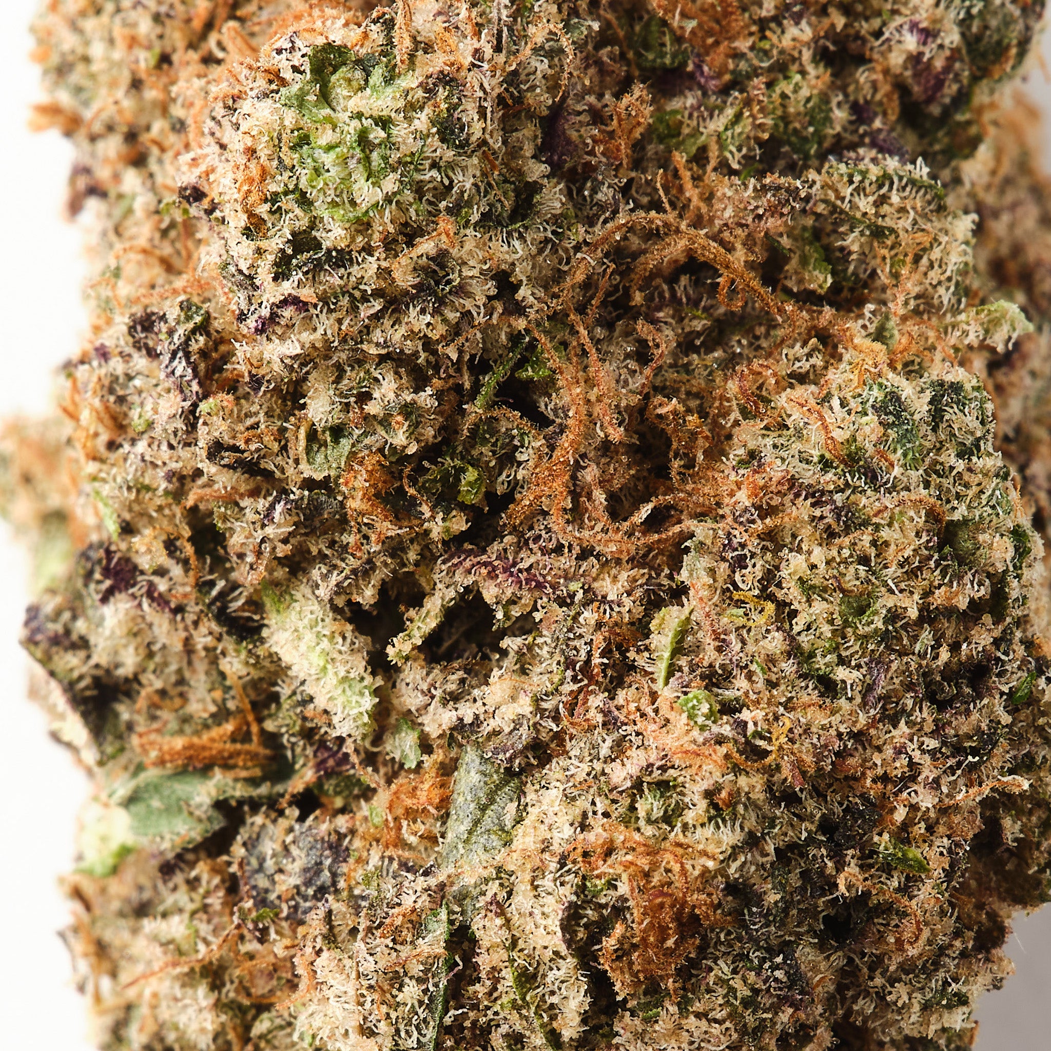 Rochanna Super Boof CBD flower showing dense trichome covered indoor hemp buds