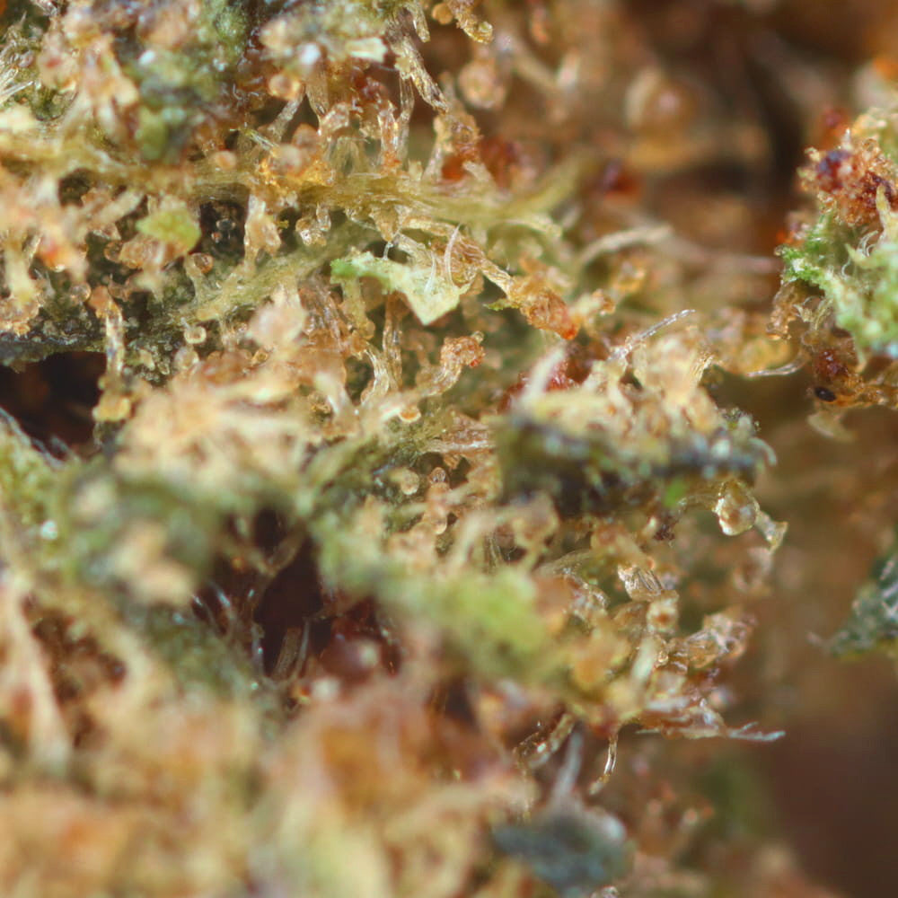 Lemon Amnesia | CBD Flowers | Easy Weed | Buds | 18% CBD - 3.5g