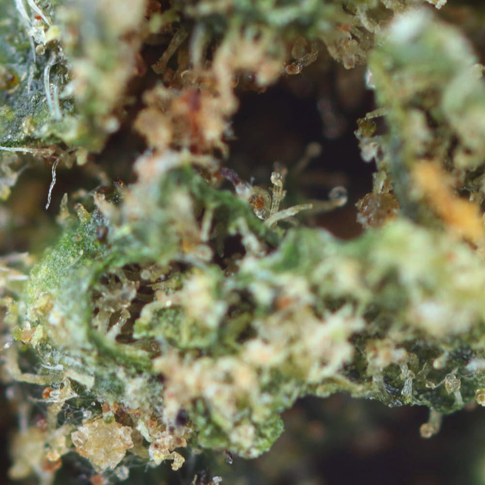 Royal Cheese | CBD Flowers | Easy Weed | Buds | 19% CBD - 7g (2x 3.5g)