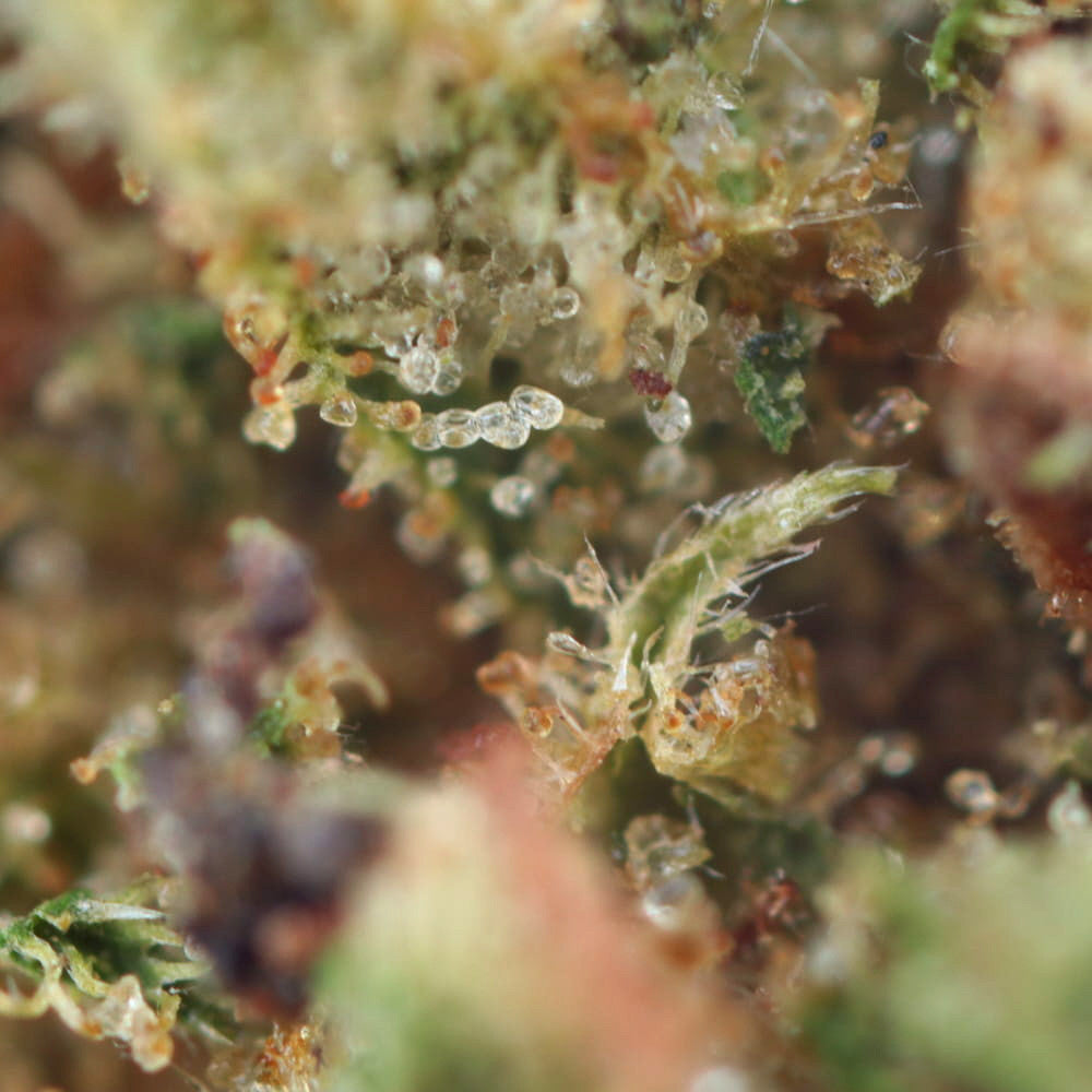 Strawberry Haze | CBD Flowers | Easy Weed | Buds | 13% CBD - 28g (2x 14g)